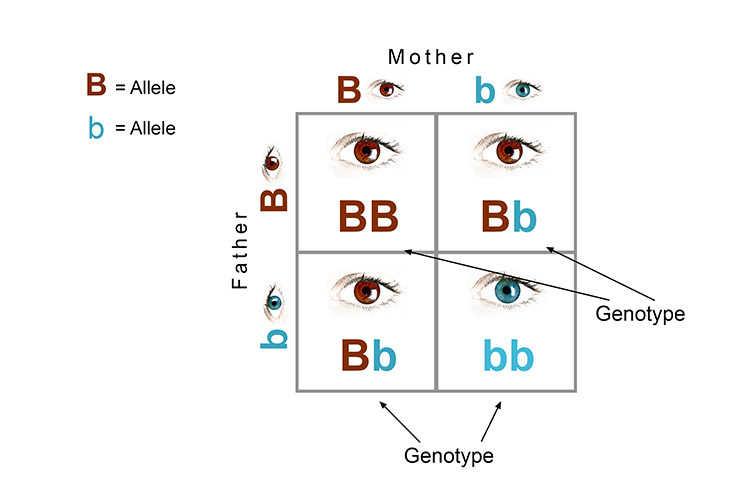 Annotated punnet diagram of possible genotype sequences